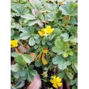 Potentilla neumanniana 'Nana' - Potentille printanière