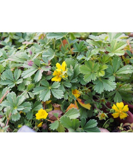 Potentilla neumanniana 'Nana' - Potentille printanière