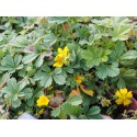 Potentilla neumanniana 'Nana' - Potentille printanière