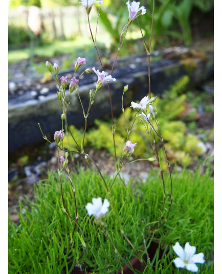 Gypsophila tenuifolia - gypsophile à petites feuilles