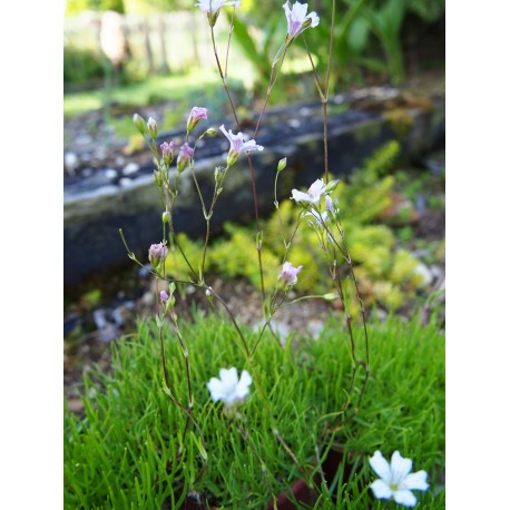 Gypsophila tenuifolia - gypsophile à petites feuilles