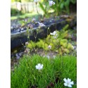 Gypsophila tenuifolia - gypsophile à petites feuilles