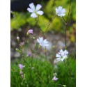 Gypsophila tenuifolia - gypsophile à petites feuilles