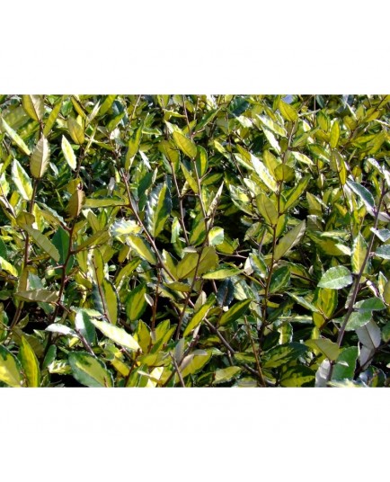 Elaeagnus pungens 'Maculata Aurea' - Chalefs