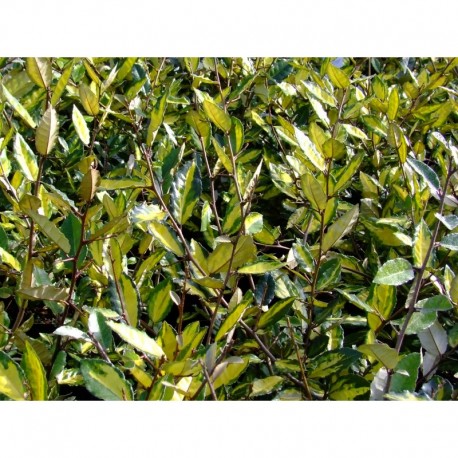 Elaeagnus pungens 'Maculata Aurea' - Chalefs