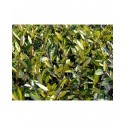 Elaeagnus pungens 'Maculata Aurea' - Chalefs