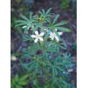 Choisya dewitteana x 'White Dazzler' ®- Oranger du Mexique