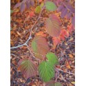 Davidia involucrata -Arbre aux mouchoirs