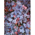 Physocarpus opulifolius 'Lady in Red'®