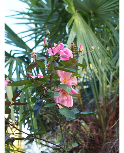 Rosa chinensis f. mutabilis – rosier botanique - Rosaceae