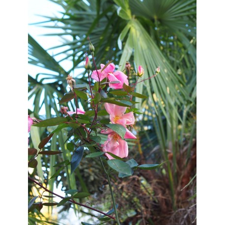 Rosa chinensis f. mutabilis – rosier botanique - Rosaceae