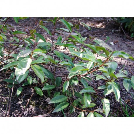 Elaeagnus reflexa x - chalef