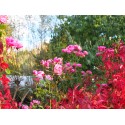 Rosa 'La Marne' - Rosaceae - Rosier