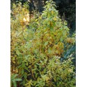 Spiraea latifolia - Spirée à large feuille
