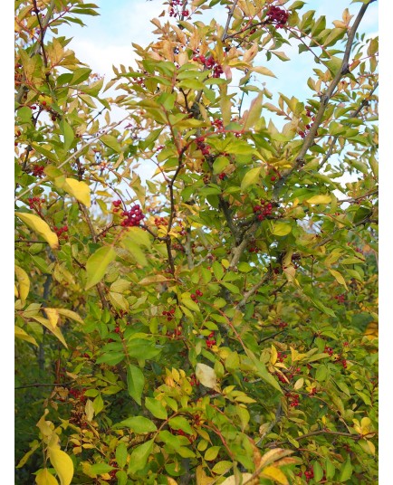 Zanthoxylum americanum - clavalier d'Amérique