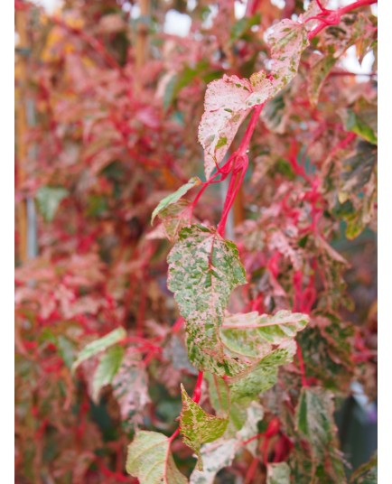 Acer conspicuum x 'Red Flamingo'