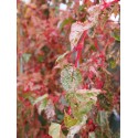 Acer conspicuum x 'Red Flamingo'