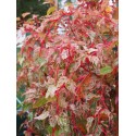 Acer conspicuum x 'Red Flamingo'