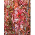 Acer conspicuum x 'Red Flamingo'