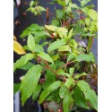 Actinidia arguta 'Geneva'