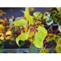 Actinidia arguta 'Ken's Red''