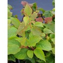 Actinidia deliciosa 'Hayward'