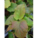 Actinidia deliciosa 'Jenny'