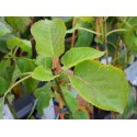 Actinidia deliciosa 'Jenny'