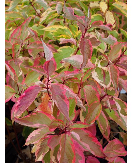 Cornus sericea 'Hedgerows Gold'