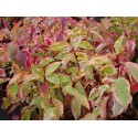 Cornus sericea 'Hedgerows Gold'