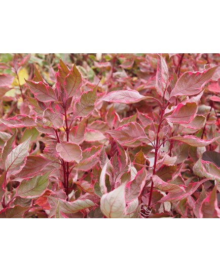 Cornus alba 'Miracle' ®