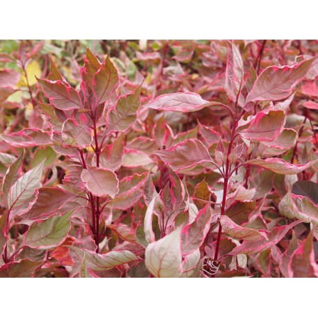 Cornus alba 'Miracle' ®