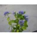 Caryopteris clandonensis 'Sunny Blue' ®