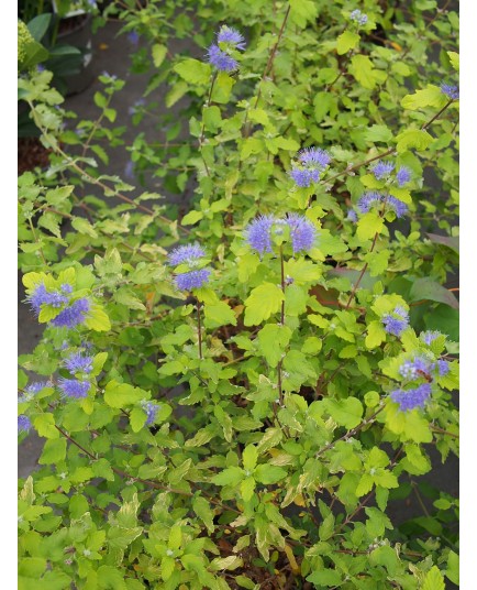 Caryopteris clandonensis 'Sunny Blue' ®