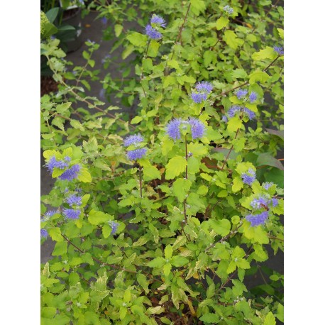Caryopteris clandonensis 'Sunny Blue' ®