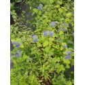 Caryopteris clandonensis 'Sunny Blue' ®
