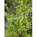 Caryopteris clandonensis 'Sunny Blue' ®