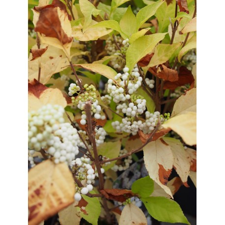 Callicarpa bodinieri 'Magical Snowstar' ®