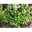 Euonymus japonicus 'Green Millenium' ®