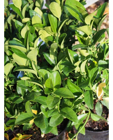 Euonymus japonicus 'Green Millenium' ®