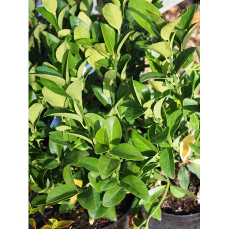 Euonymus japonicus 'Green Millenium' ®
