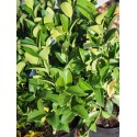 Euonymus japonicus 'Green Millenium' ®