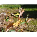 Exochorda racemosa 'Blushing Pearl' ®