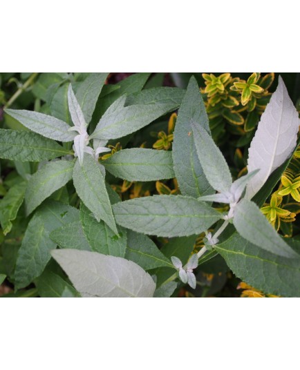 Buddleja Butterfly Candy 'Liittle White' ®