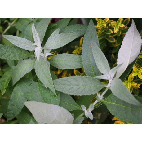 Buddleja Butterfly Candy 'Liittle White' ®