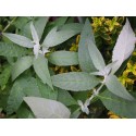 Buddleja Butterfly Candy 'Liittle White' ®