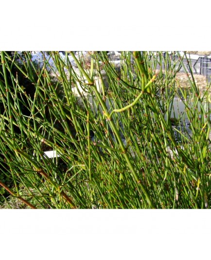 Ephedra americana subsp. andina - Ephèdre