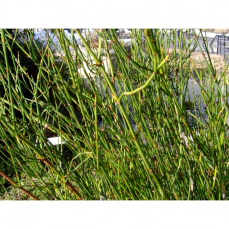 Ephedra americana subsp. andina - Ephèdre