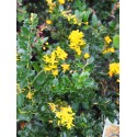 Berberis darwini - berberis de Darwin