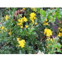 Berberis darwini - berberis de Darwin